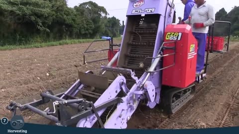 Japan Sweet Potato Cultivation Technology - Sweet Potato Farming and Harvest