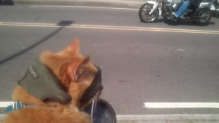 Cat Loves Riding Shotgun on Motorcycle