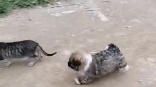 Cute puppy tries to play with a cat who is not interested