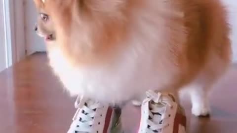 Cute dogs wearing sneakers