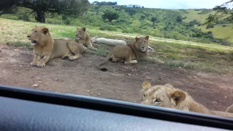 The lion opens the car door on the road
