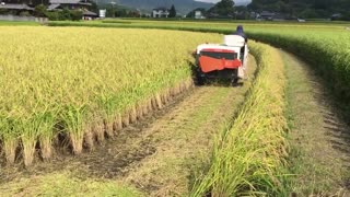 Rice harvest_in_Kobe,_Japan__Rizs_aratás_Kobe-ban__2016_09_11