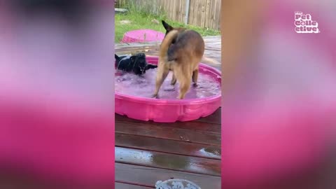 Dog Makes Muddy Mess 😮🤣_ FUNNIEST Animal Videos