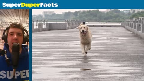 Golden Retriever Facts - Dog 101#Factvideo1