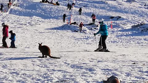 Wallaby Takes to the Slopes in Tasmania
