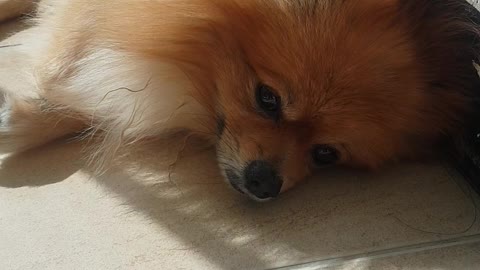 Pomeranian Jjanggun, a puppy taking a nap under the warm sunlight.