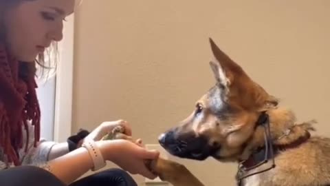 smart dog training video