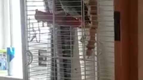 Parrot singing