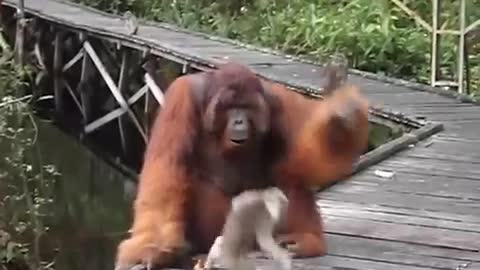 Don't steal a banana out of an orangutan's mouth...