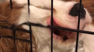 Brown dog asleep against cage with mouth open