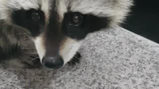 Raccoon hunts flies