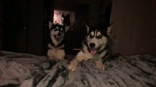 Slow motion Siberian Husky brother and sister play fighting is hilarious