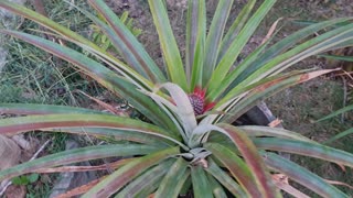 Growing pineapple at out home in.Thailand