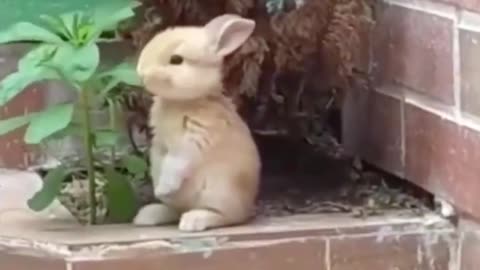 A dull rabbit