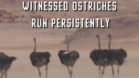 🤯 How fast can an ostrich run?: This Was Unexpected!