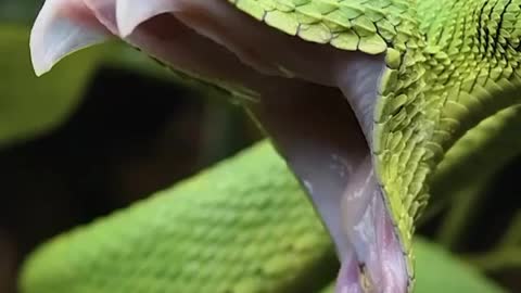 Beautiful Green snake Shining a Light on Green snake | Itz king maker