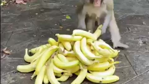 Mankey bananas waiting monkey youtube video eating
