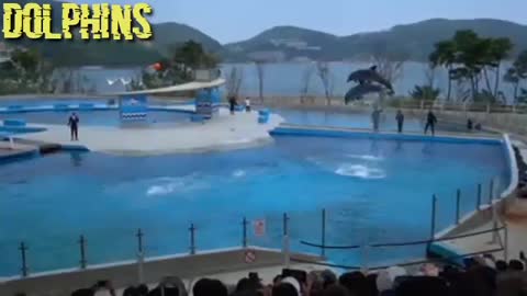THE BEST DOLPHIN SHOW