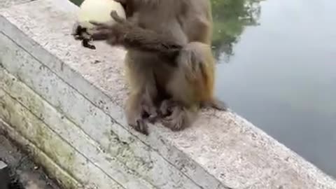 Monkey 🐒 Funny videos Funny Monkeys Compilation