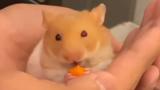 Cutest hamsters ever you will ever see 1