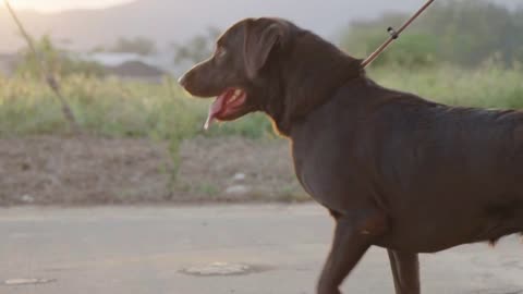 A young strong Labrador dog walking with leach around neighborhood street on sunset