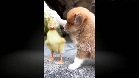 Funny Animal Videos 2023 🤣 Funniest Dogs And Cats Videos 👻 😸 🐺| Pets Of TikTok | Funny Animal Videos