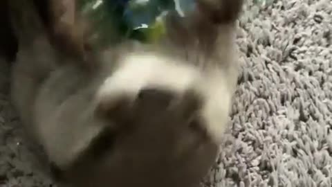 A cute Otter plays with a lot of marbles