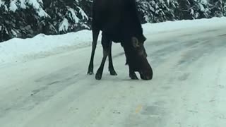 Late Winter Moose Block Road in Maine
