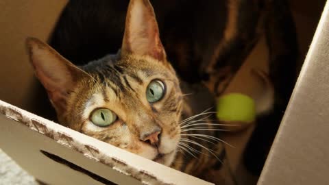 Bengal cat sitting in cardboard box in living room