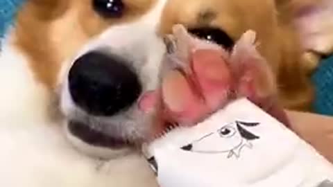 Funny dog massage viral clip update video