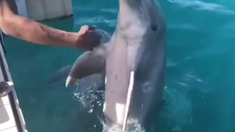 dolphins being trained