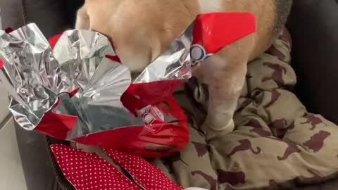beautiful dog wanting to open your present!