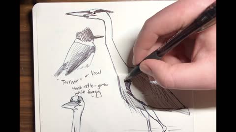 Great Blue Heron Quick Draw