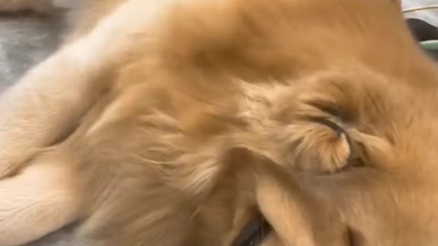Give your golden retriever a massage today
