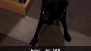 Ready set go black dog sprinting down hallway