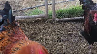 The Rooster Pen