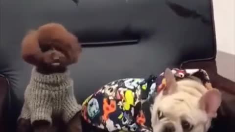 funny dog