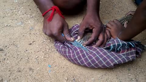 Removing Naag Mani from head of King cobra snake in india