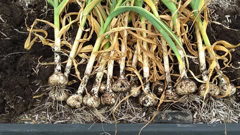 Harvesting Northern White Garlic 6/25/24