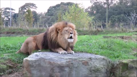 Lions Roaring Compilation - Lion Sounds - 3 minutes 32 seconds