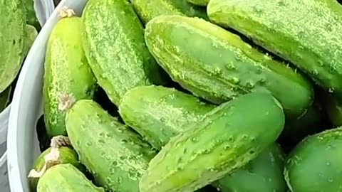 Cucumbers Love This Water Mixture & It Will Flourish!