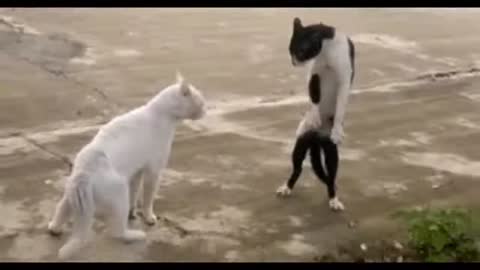 CATS Fighting the Kung Fu style #viral #funnyVideos