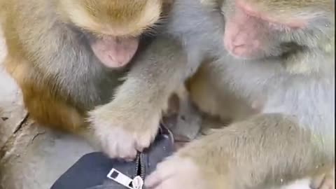 Very Big Deal of monkeys