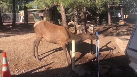 Elk drink from garden hose Spicket