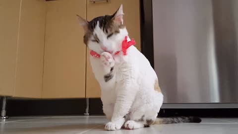 A funny cat kisses Miss Universe