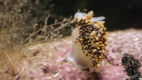 This Adorable Sea Slug is a Sneaky Little Thief | Deep Look