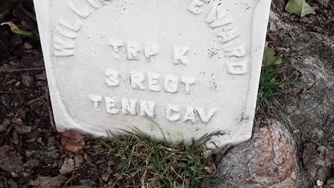 Magnolia Tree growing into a Civil War grave stone. Chattanoga, TN