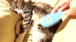 Little Cat Enjoys Being Groomed