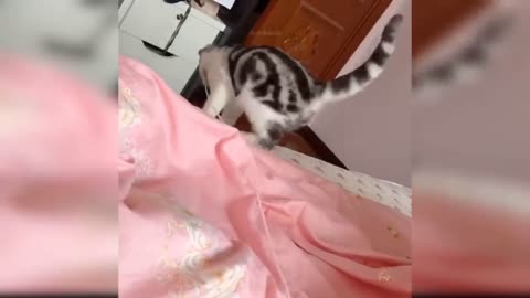 Duffer cat 🐱 amezing reaction.cat give amezing reaction during to playing at home