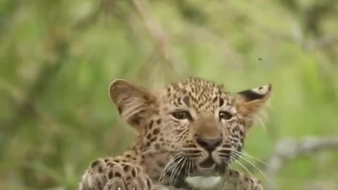 Curious Leopard Cub Clambering Up Fallen Tree Branch